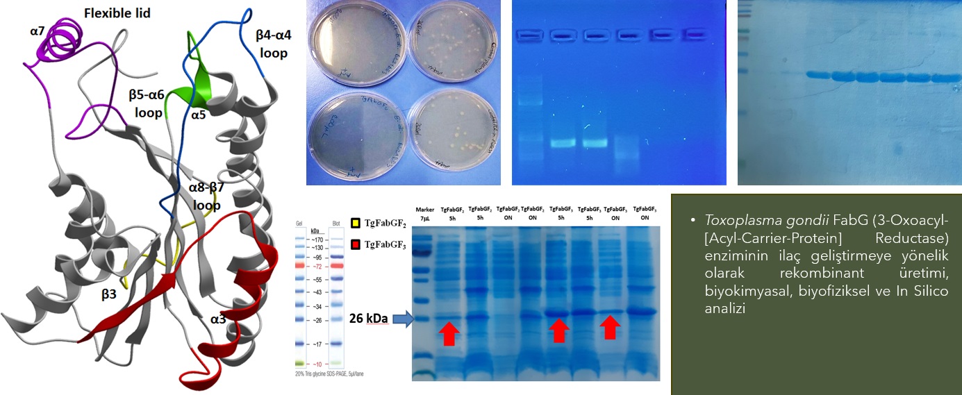 zooloji ABD fig1.jpg (209 KB)